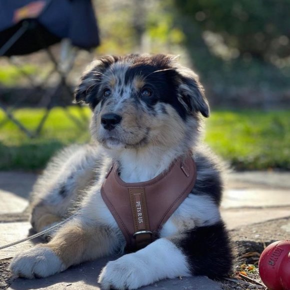 PETsRUS Premium No Pull Dog Harness 2 Leash Clip Bronze Leather Brown Neoprene - Picture 11 of 16